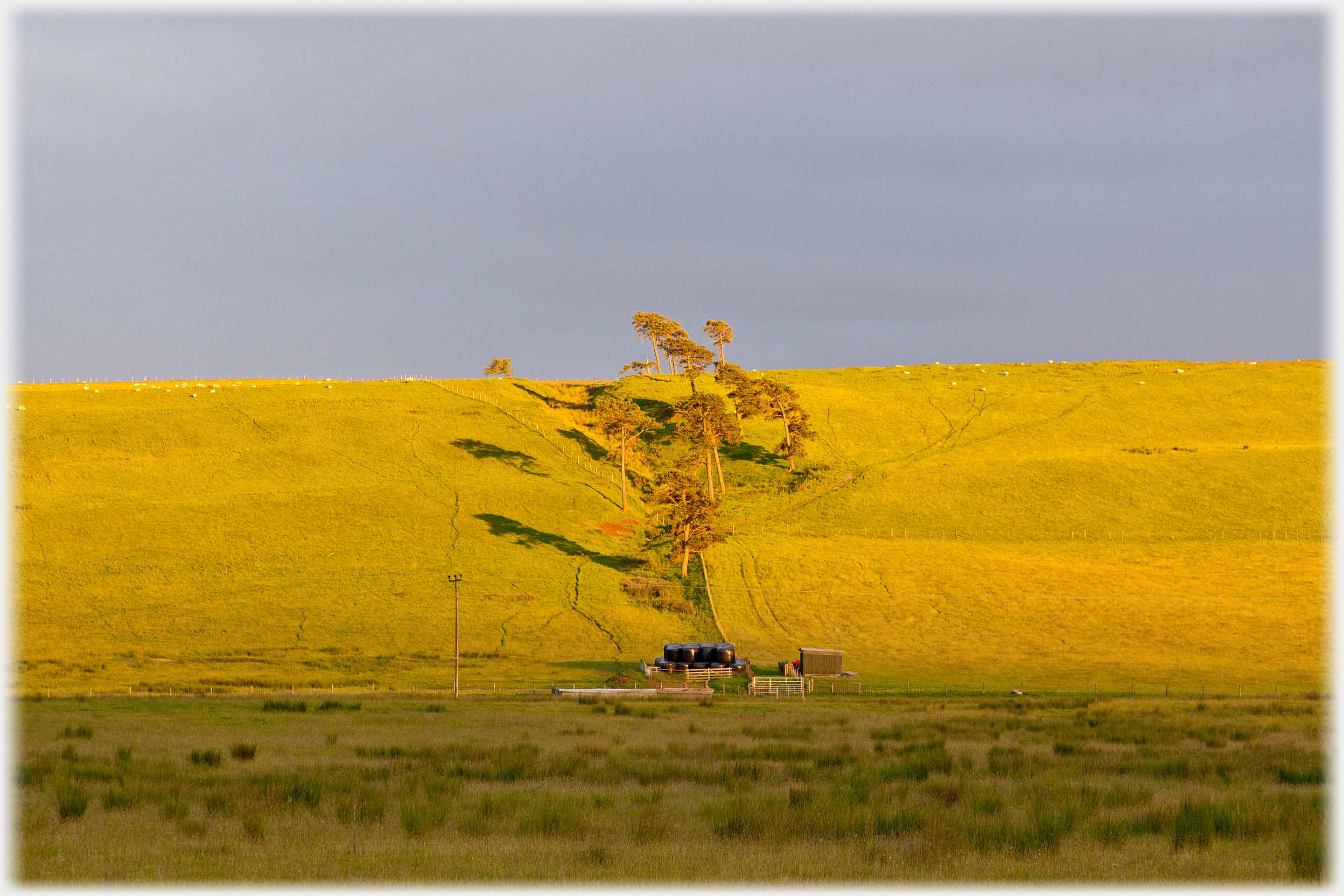 Bright yellow hillside with line of trees running up it casting long shadows.