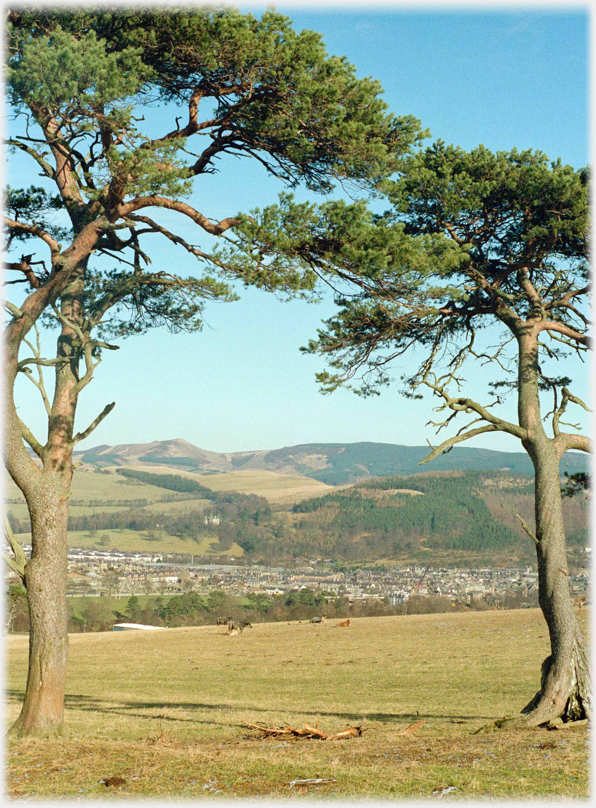 Two trees frame town below in valley, treed hills beyond.