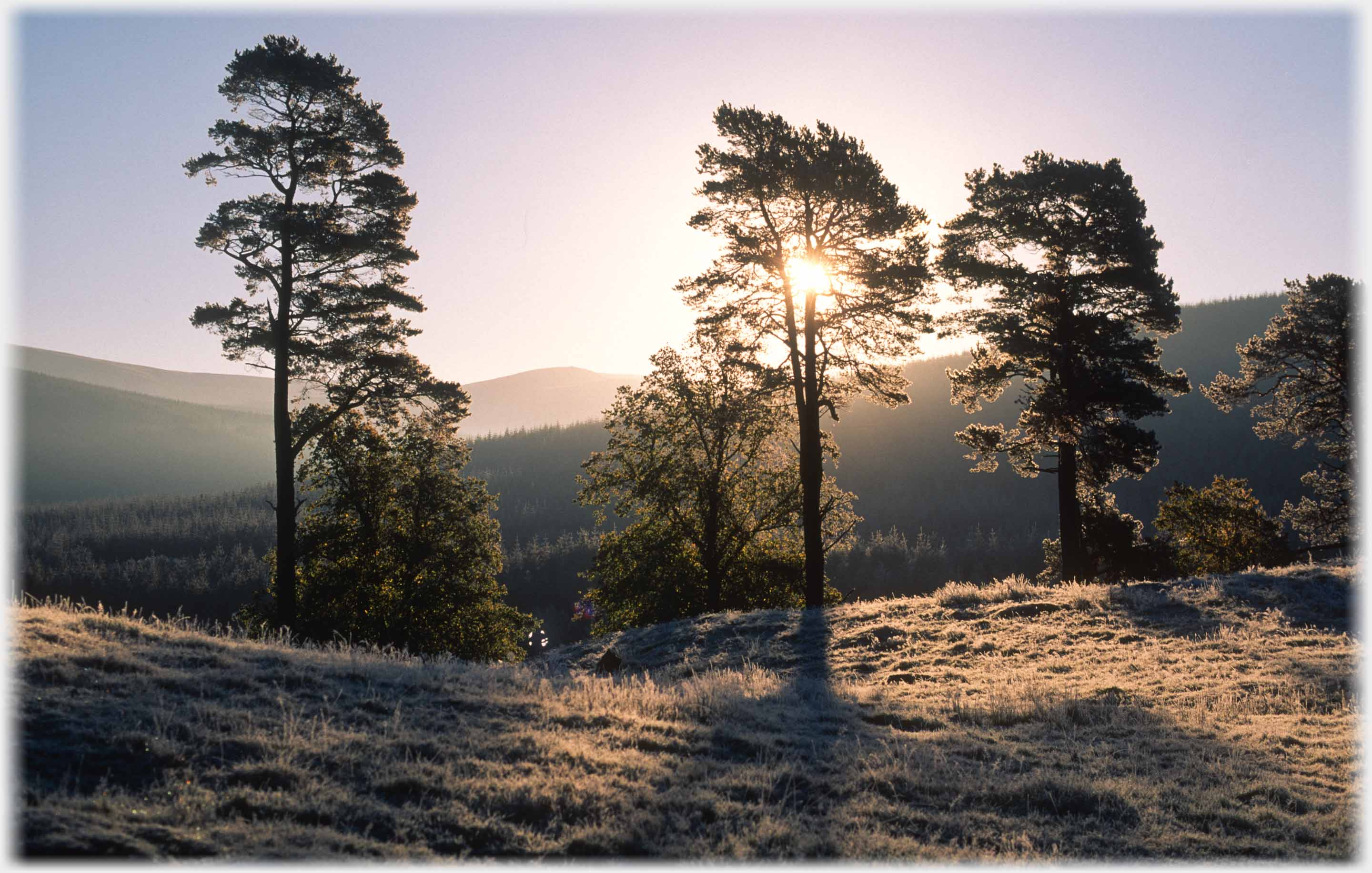 Pine trees with sun through them and frosted grass.