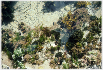 Looking into a (nearly) clear rock pool.