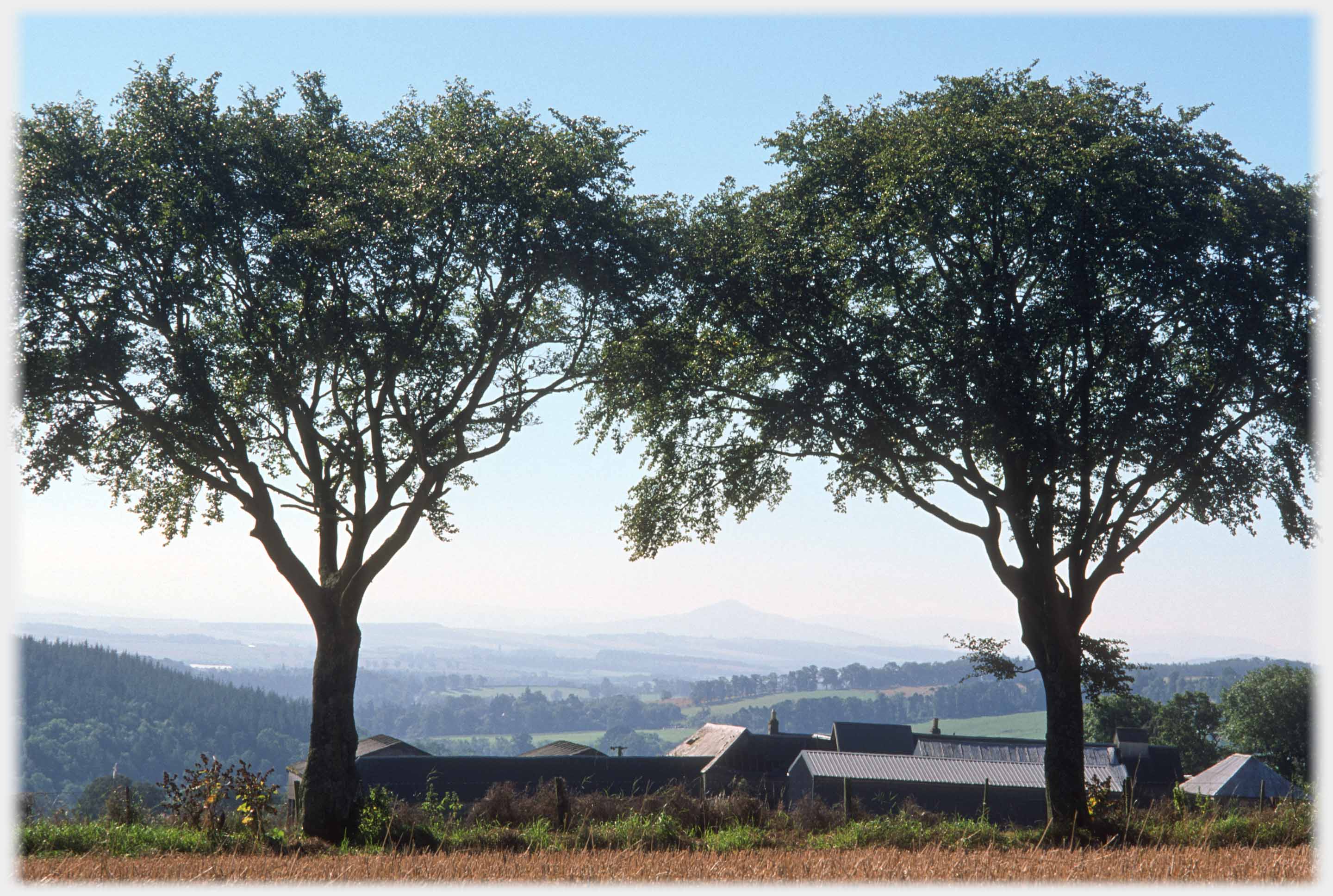 Two trees framing farm and distant hill.