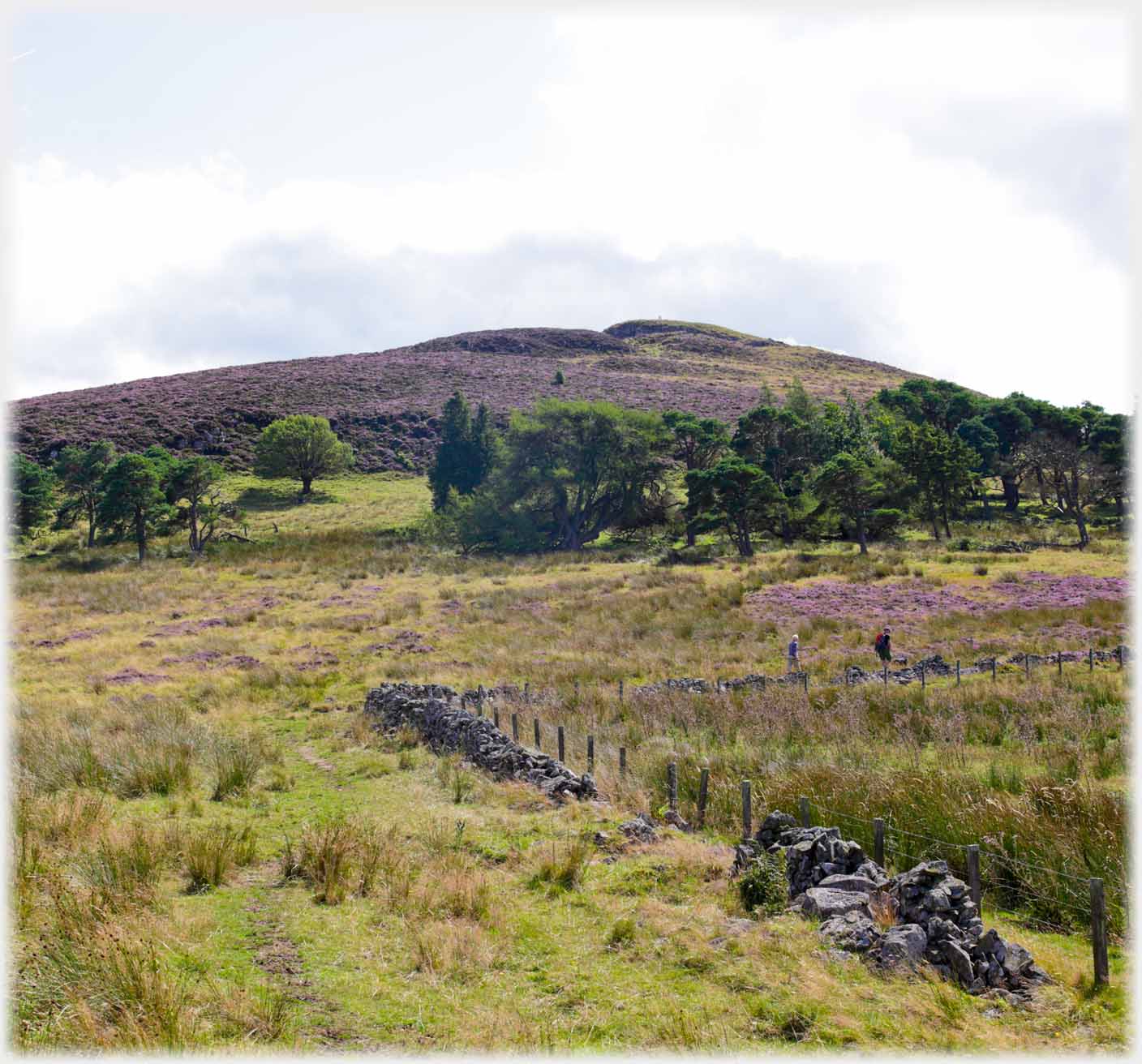 Heather covered slopes with belt of trees.