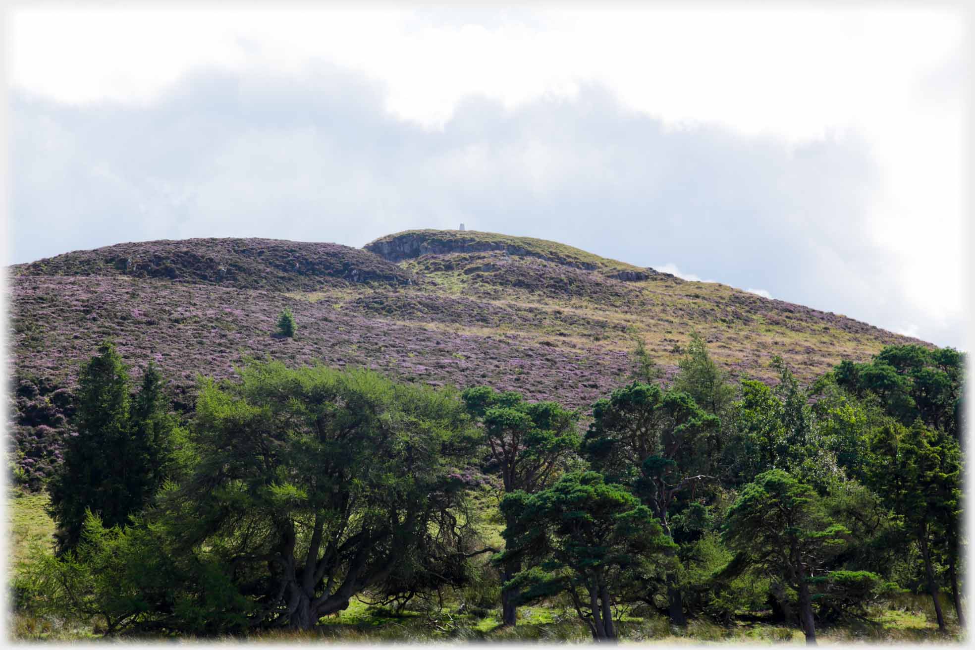 Trees with heather beyond, and post visible at top of hill.