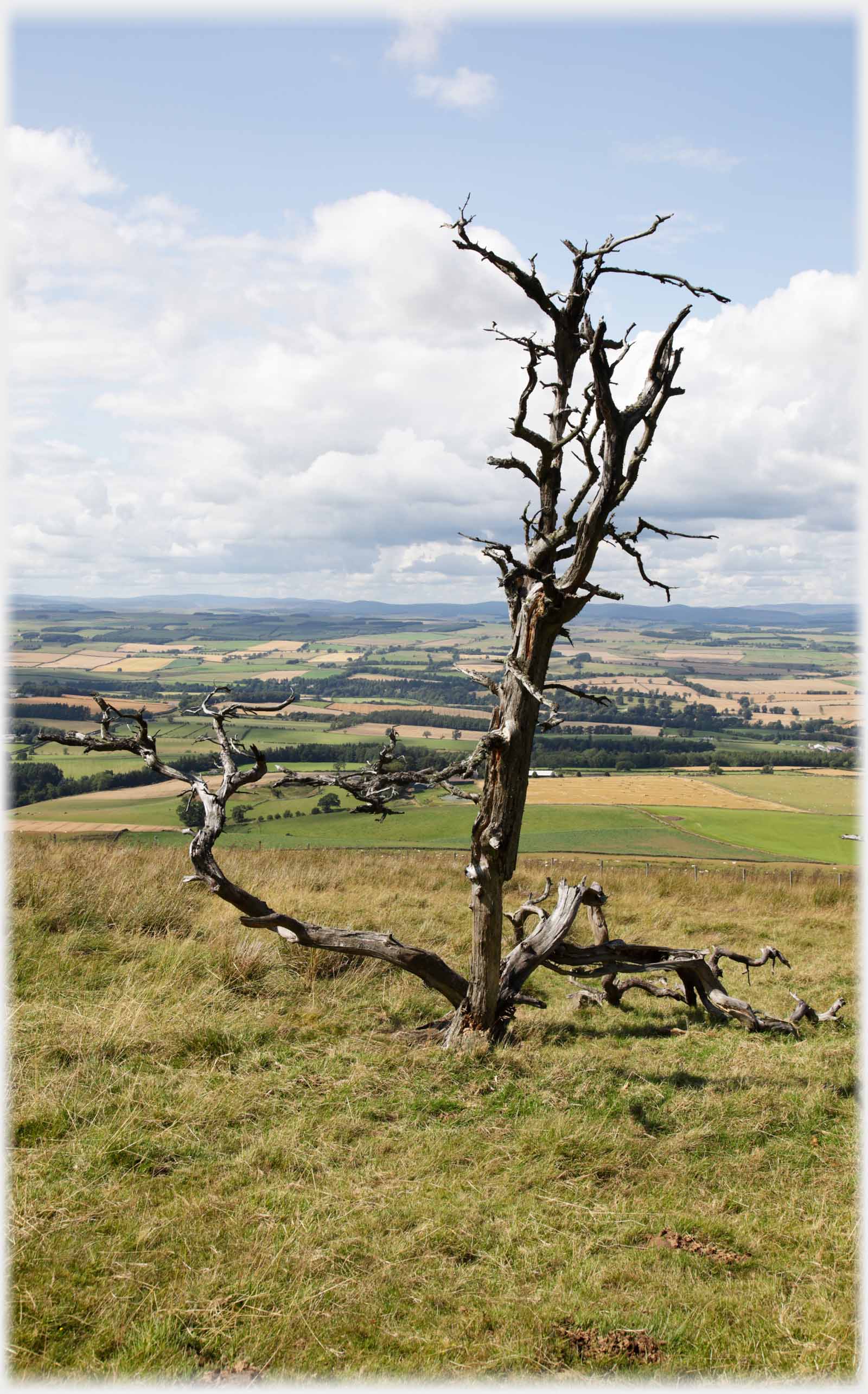 Skeleton of tree, fields spreading into distance.