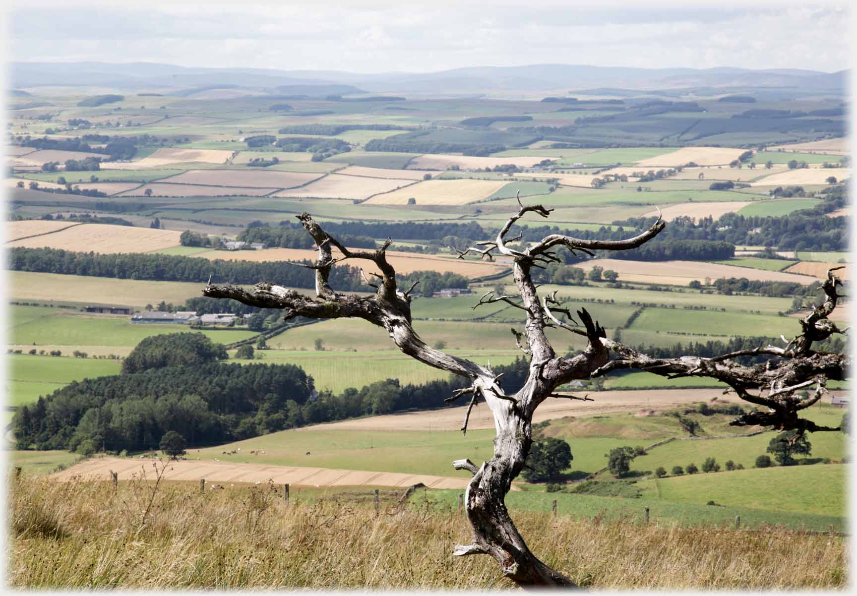 Tree skeleton with fields beyond.