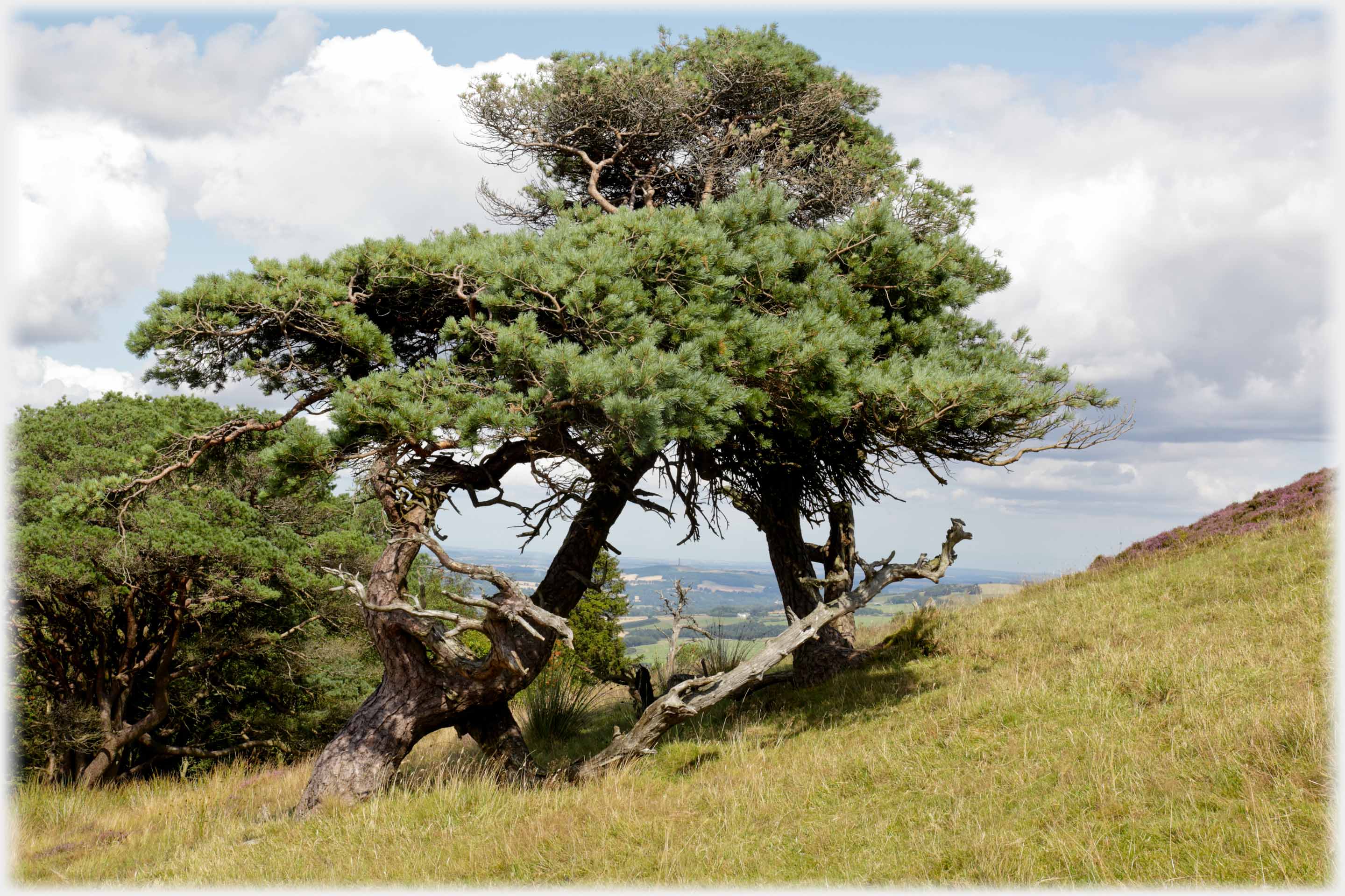 Two pine trees making a window through which the distant landscape can be seen - at this resolution a pinpoint is a 150 foot tower.