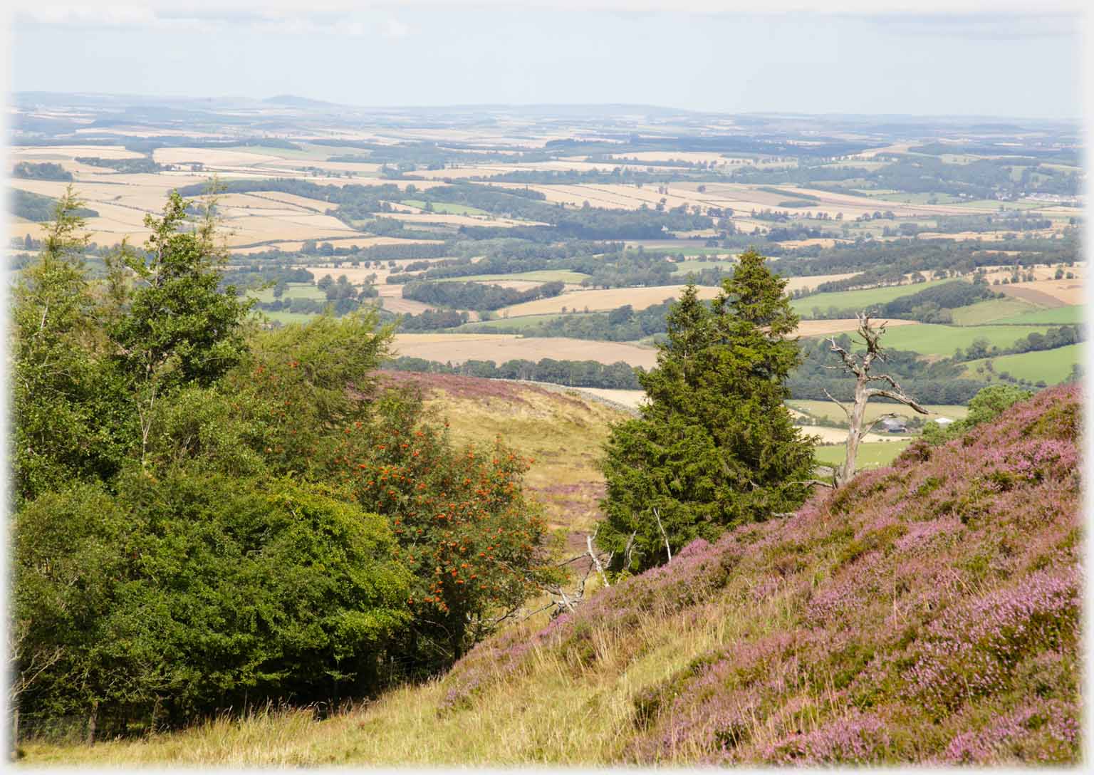 Heather slope and trees with plane beyond.