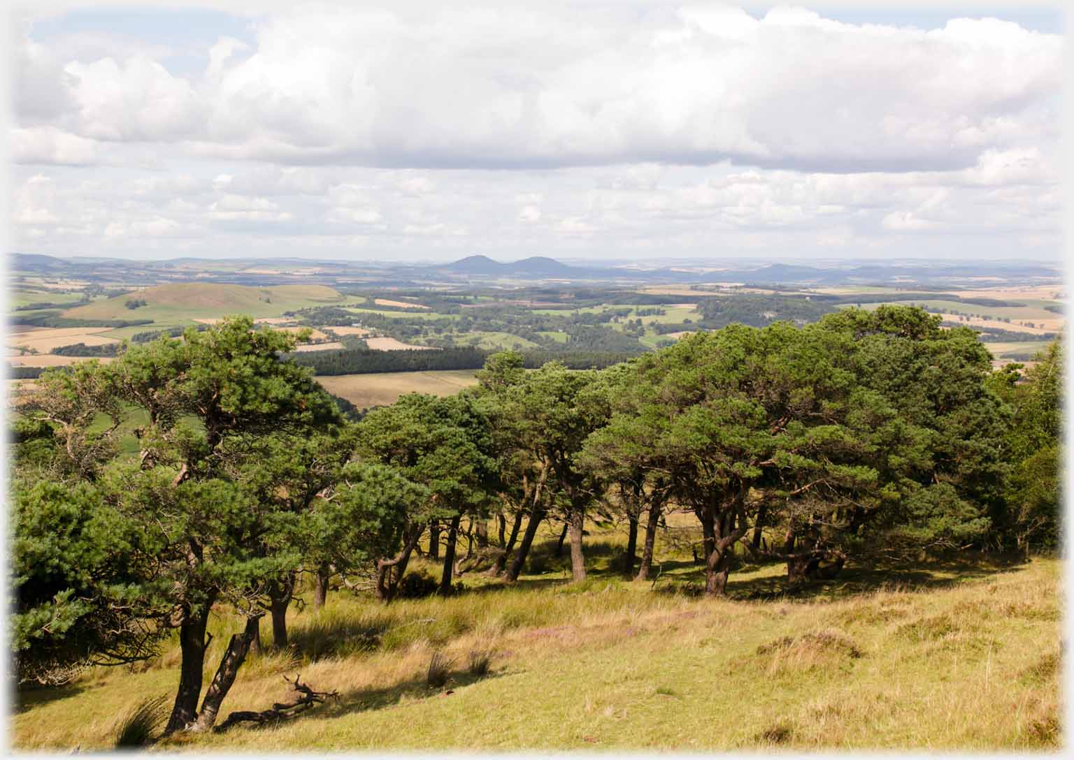 Trees with distant double hill.