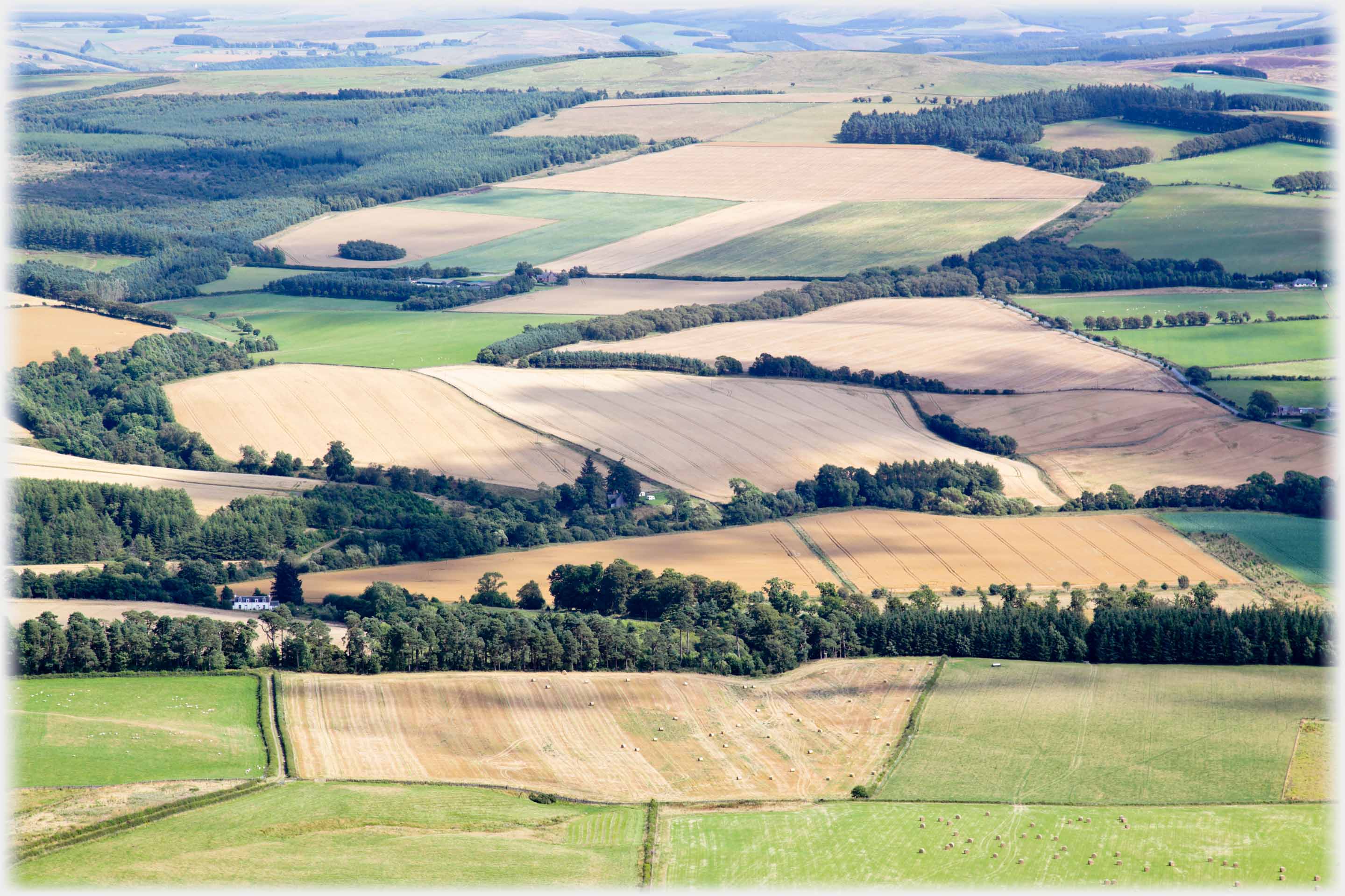 Corn fields with trees and hedges between them.