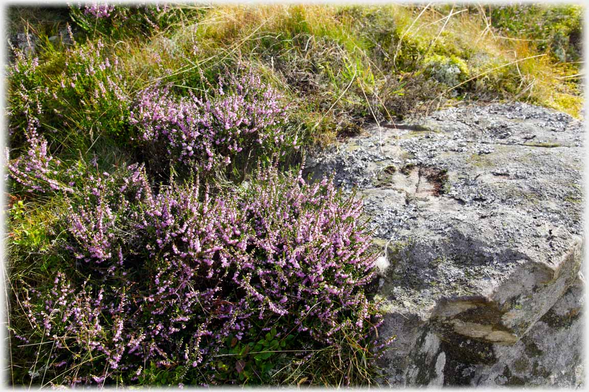 Heather next to a rock and grass.