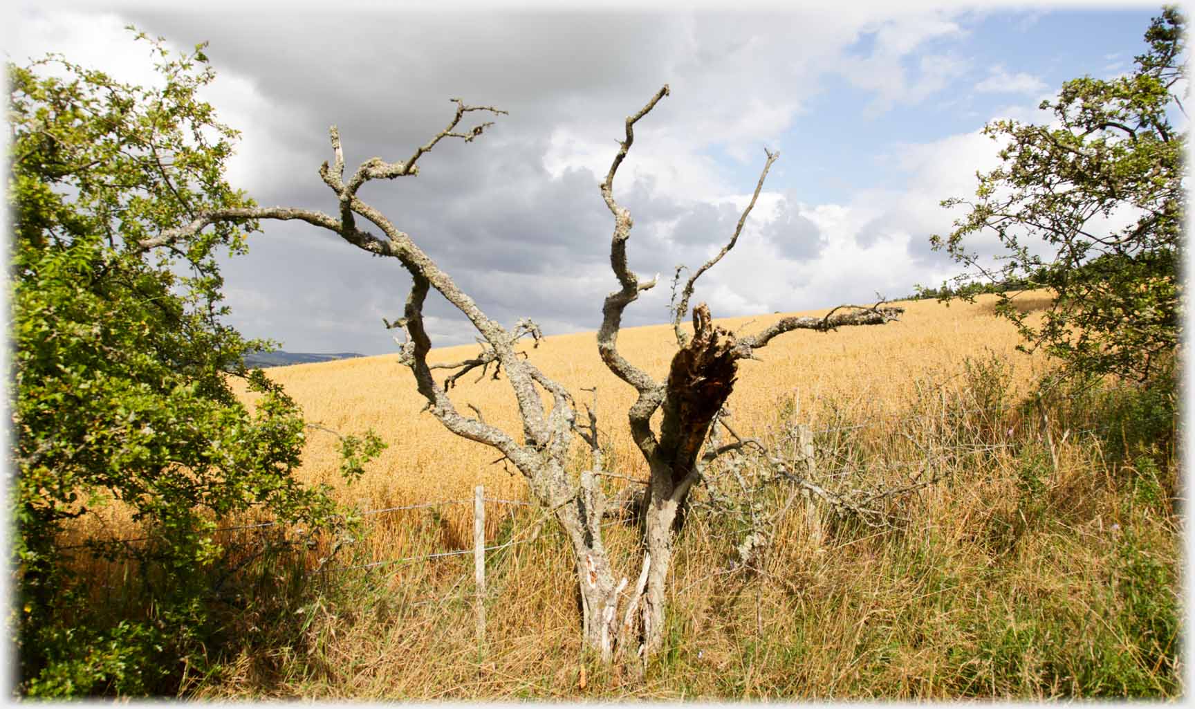 Skeleton of tree in hedge.