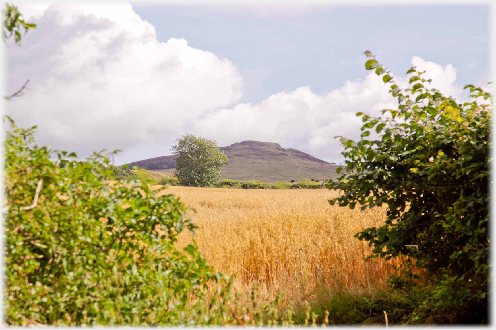 Corn field with hill beyond.