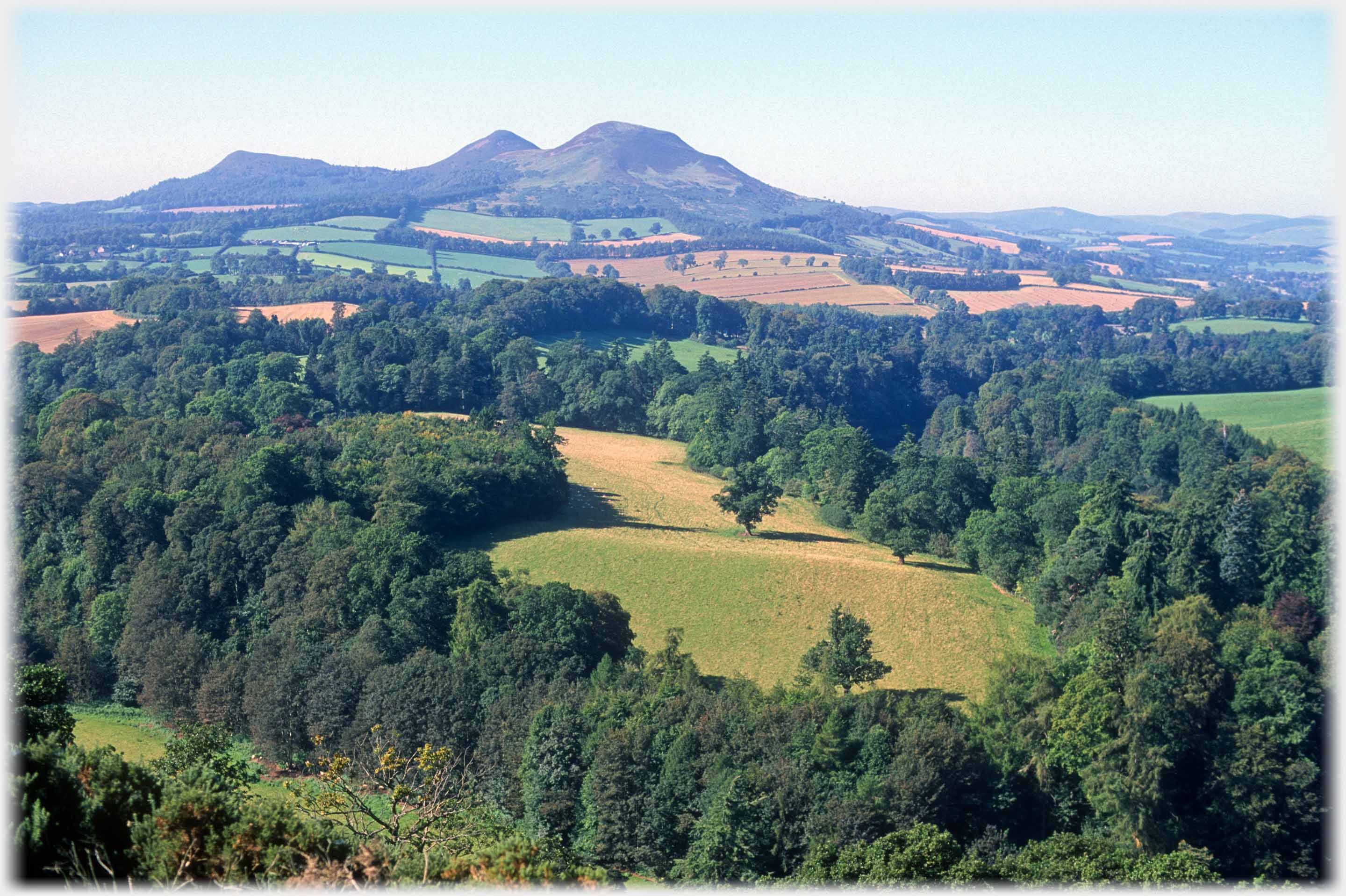 Full view of Eildons with foreground of field and trees