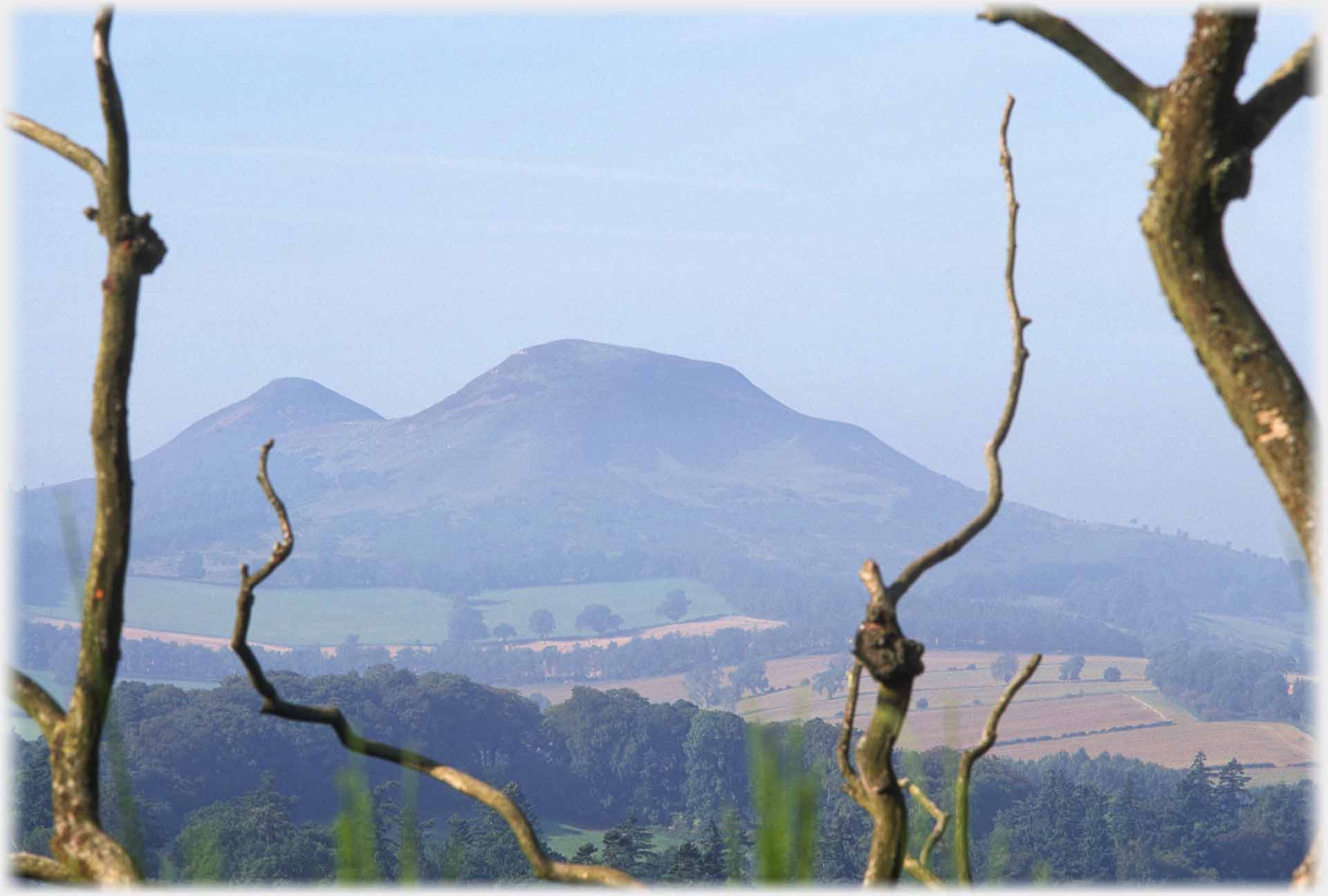 Eildon hills framed by dead branches.