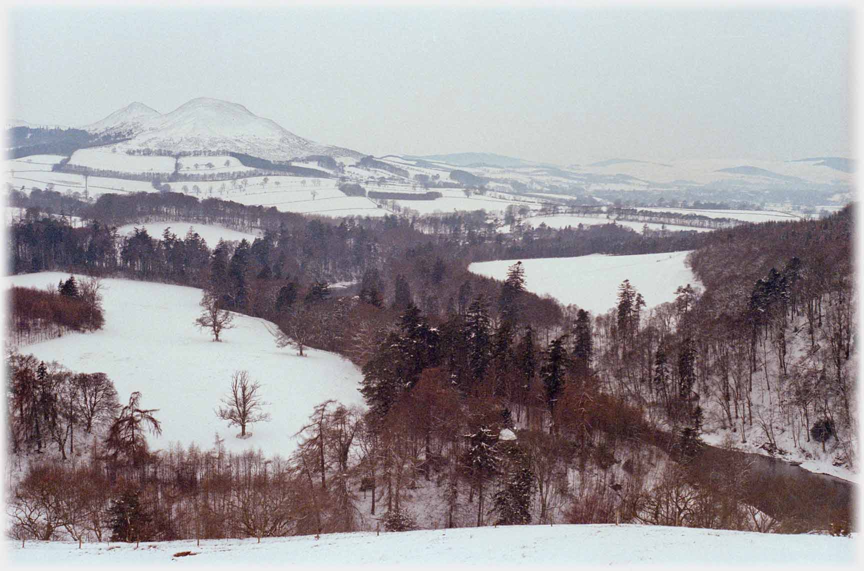 Eildons and trees in winter.