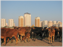 Herd of cattle in front of tower blocks.