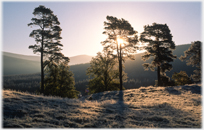 Sun shining through frosted trees.