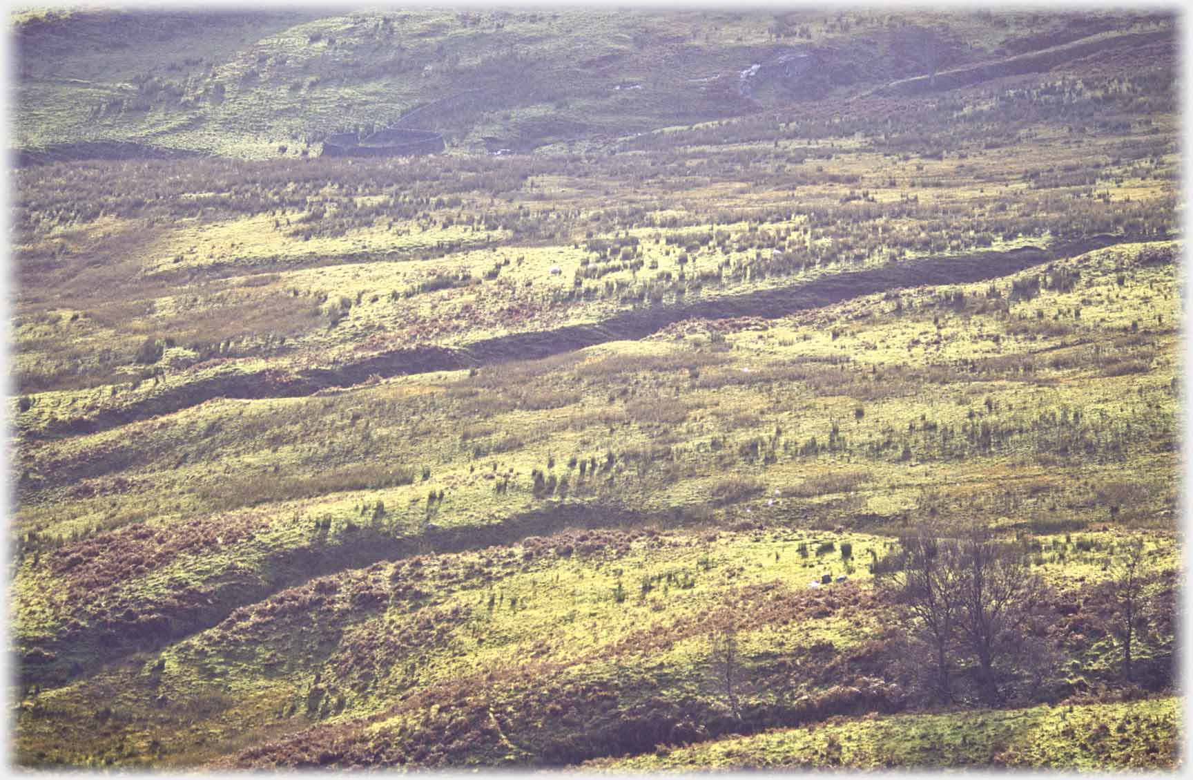 Deeply furrowed moorland with small shrubs.