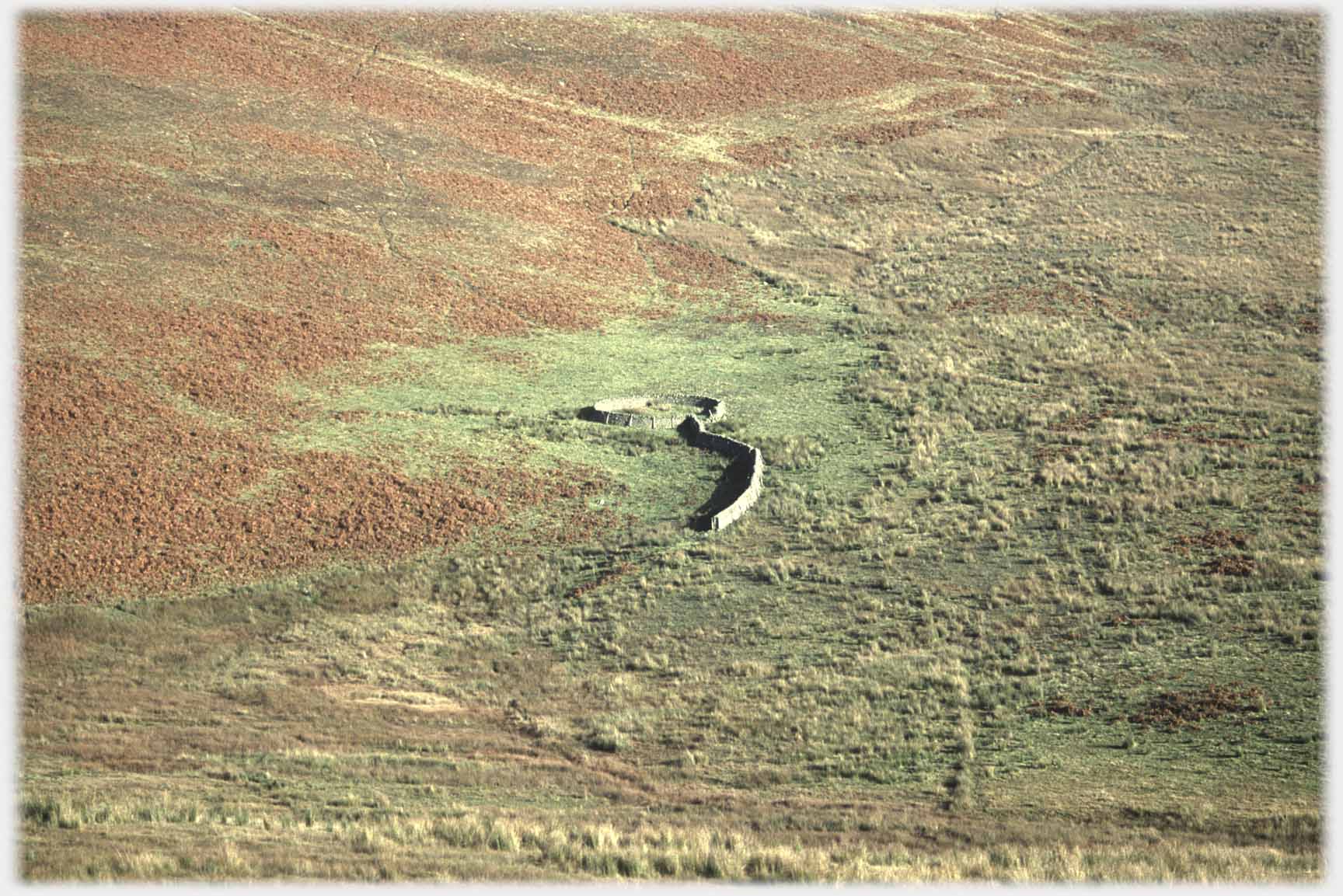 Circular sheepfold with long curved leg, bracken turned red.