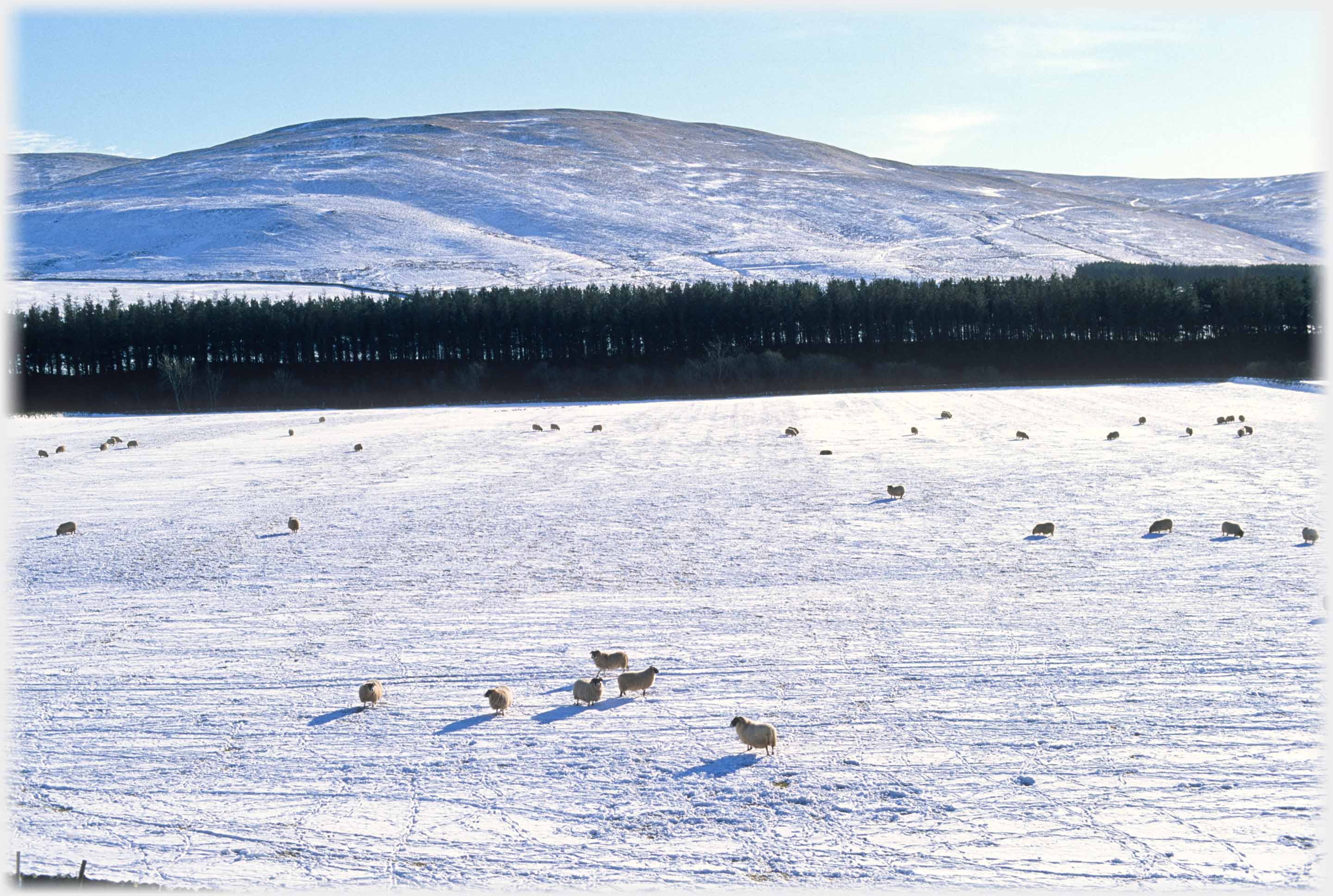 Large snow covered field with scattered sheep, half dozen closer to not feeding.