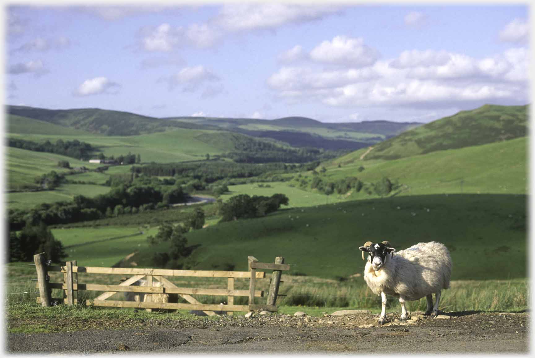 Sheep by gate, valley beyond.