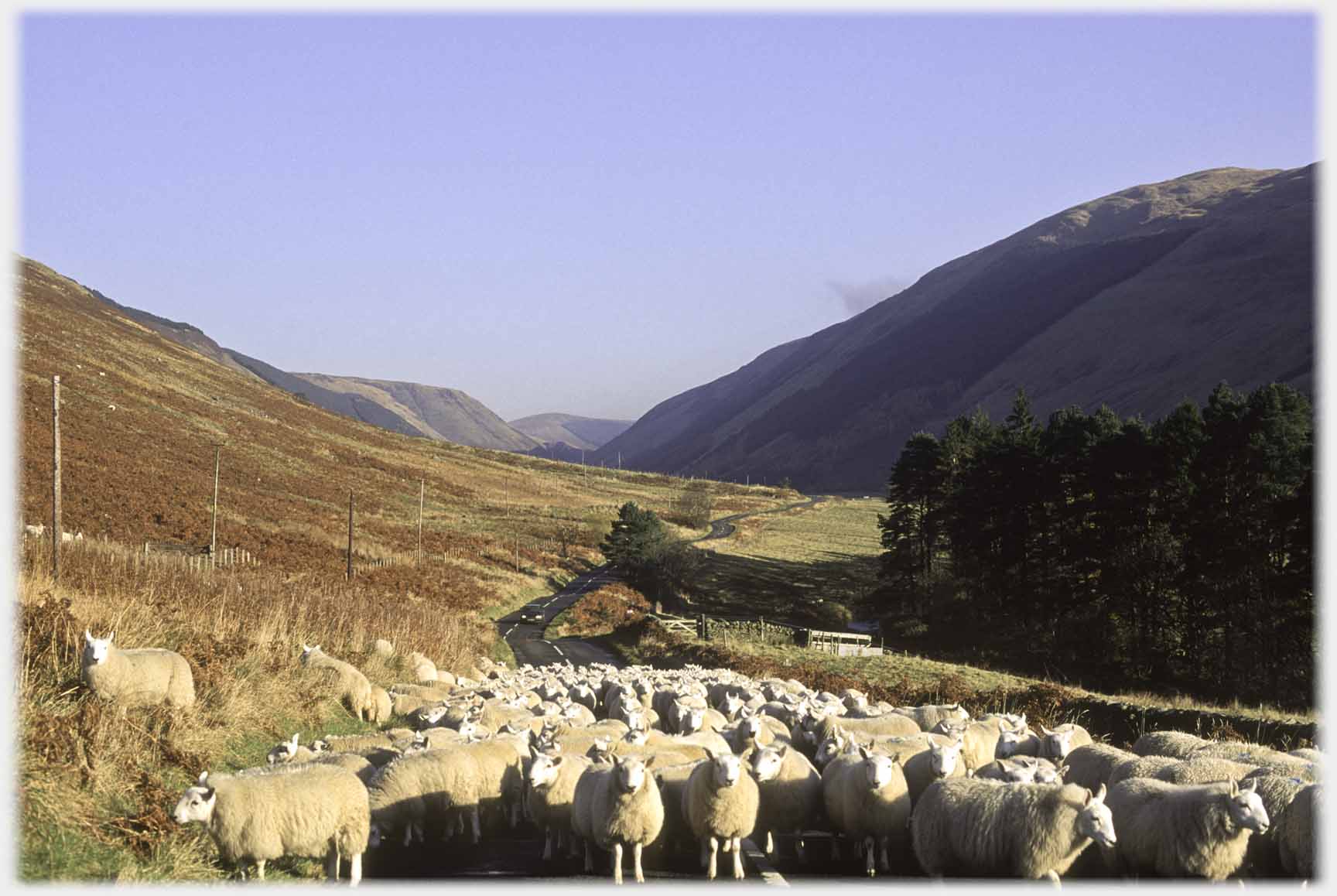 Flock of sheep across road.