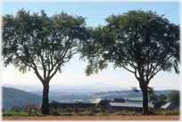 Distant hill framed by two trees.