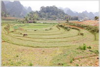 Circular fields with animals grazing.