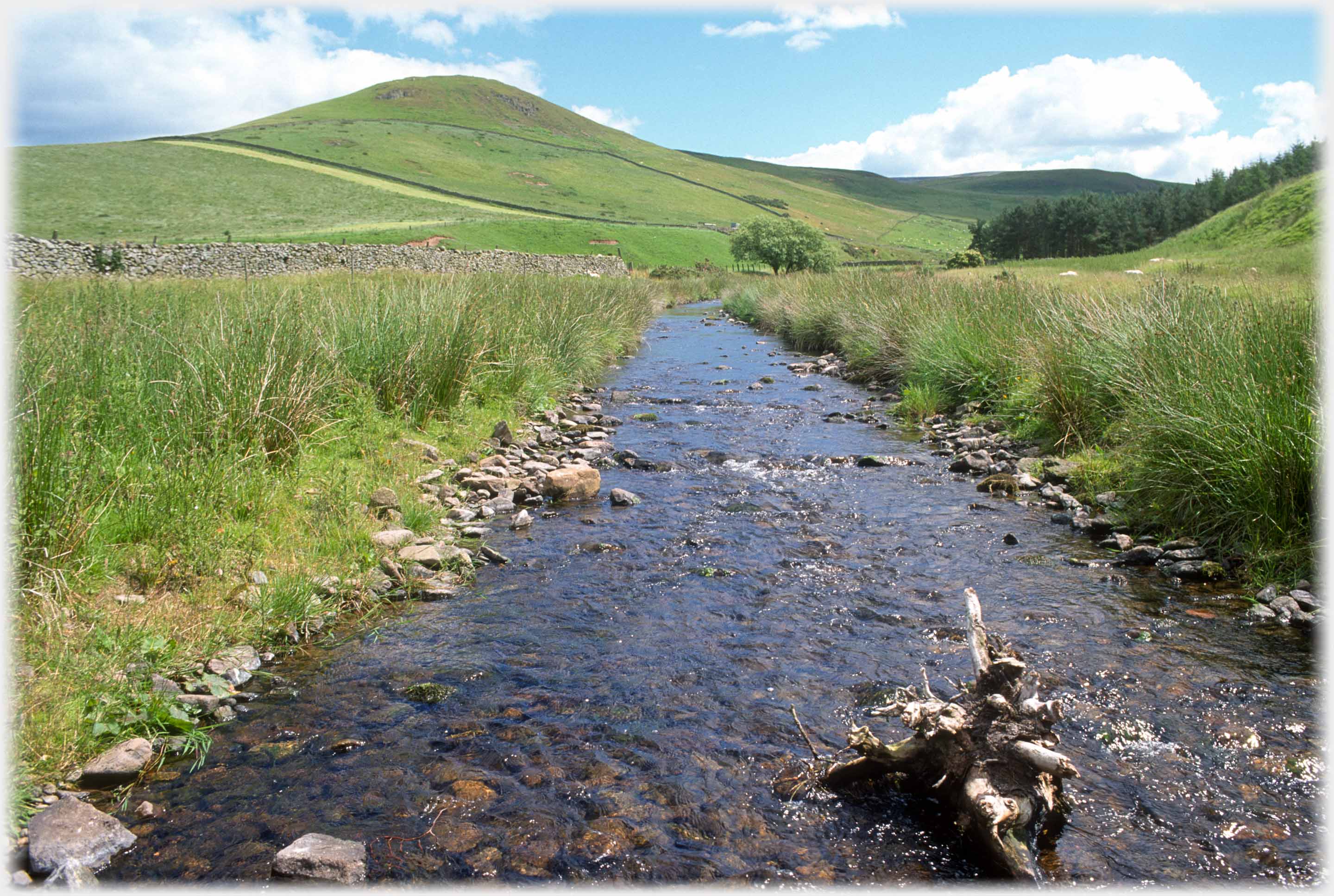 Stream with tree stump running from domed hill towards camera.