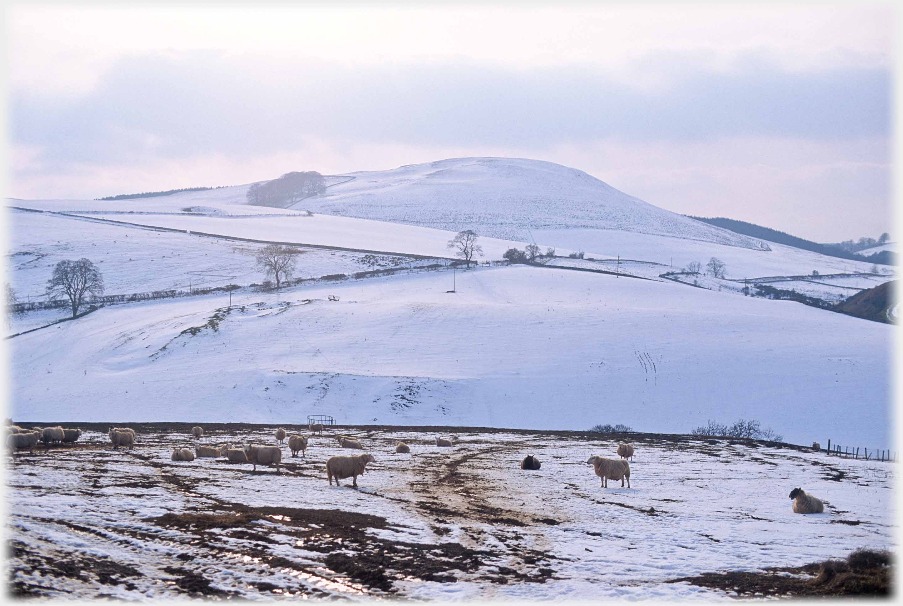 Pink light on snow covered hill sheep in foreground.