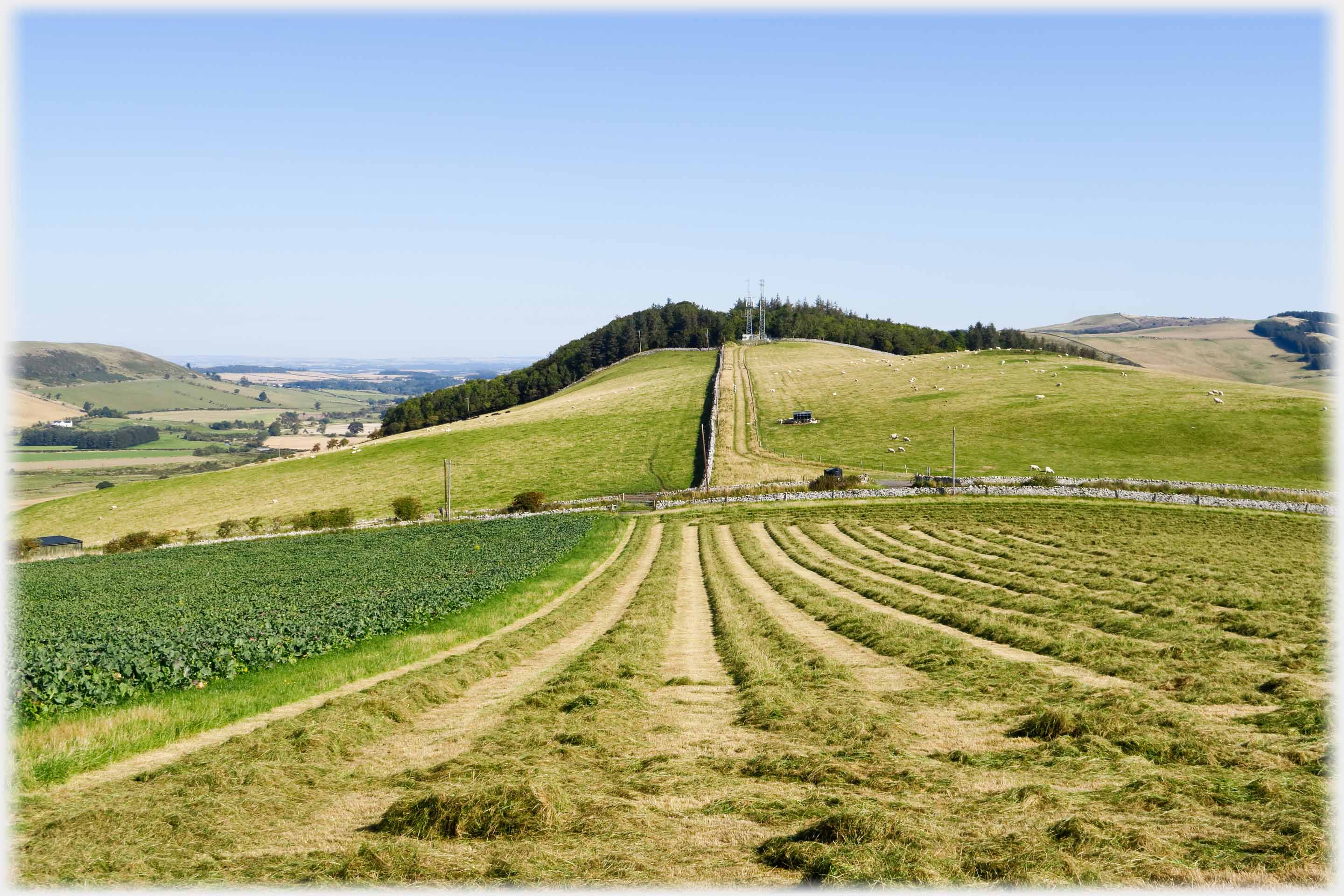 Lines of cut grass running downhill from camera towards small hill.