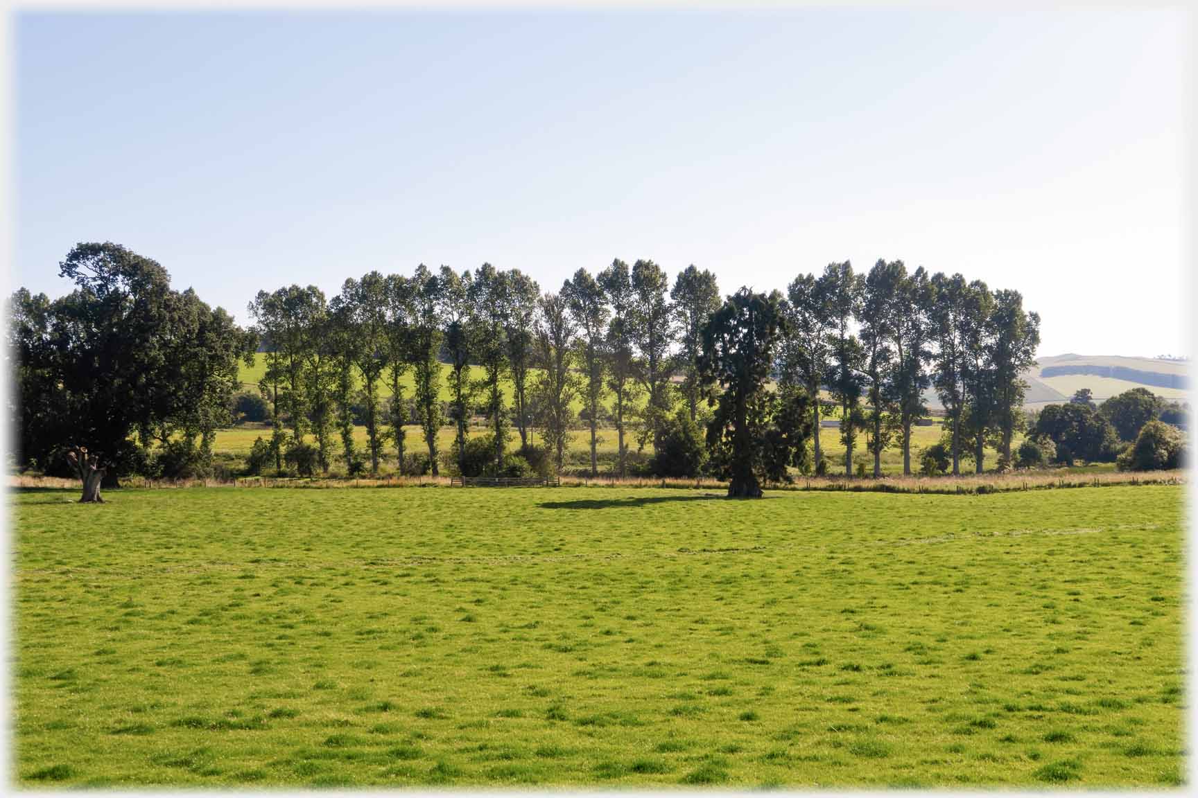 Row of trees at far edge of field.