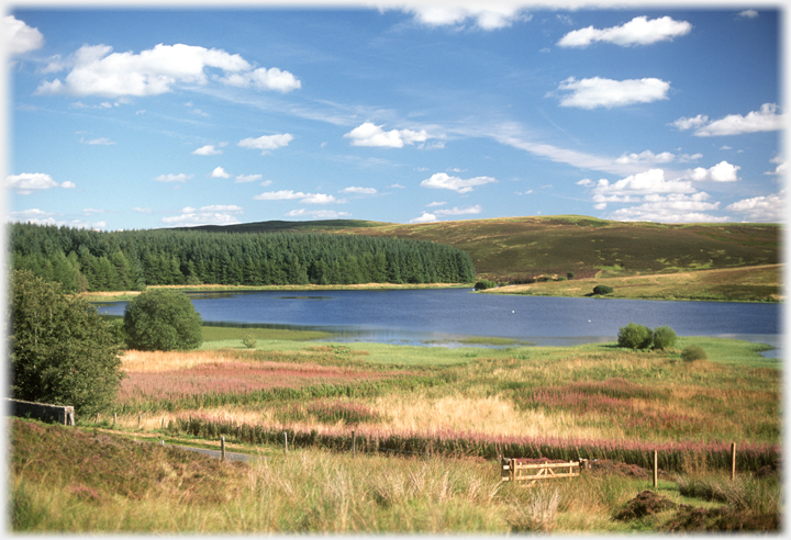 Summer's day by loch.