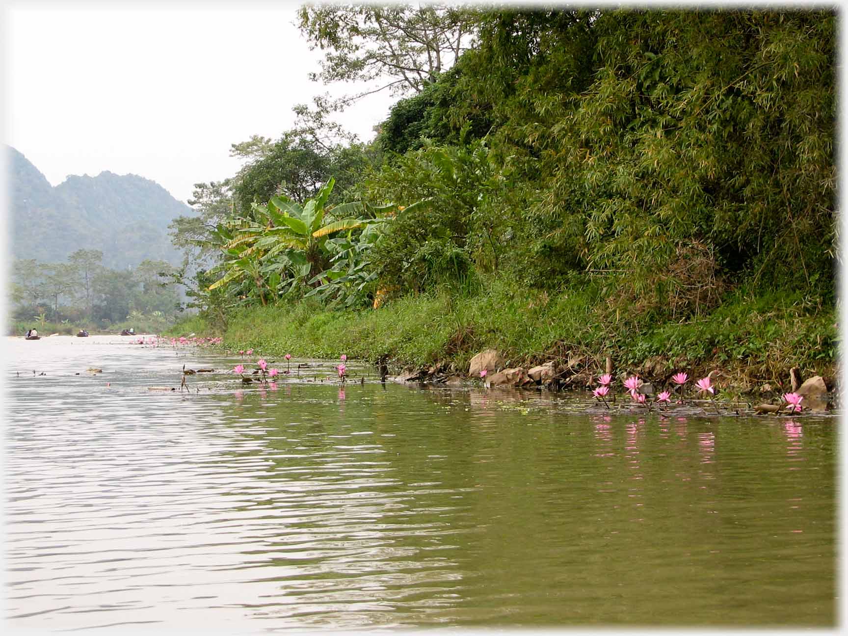 Bank of river with flowering lotuses.