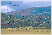 Large flock of geese taking off against background of hills.