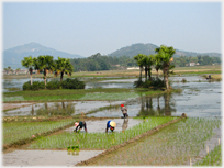 Paddy planting scene with two women bending over the seedlings.