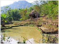 Small house on bank of pond surrounded by trees.