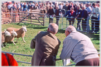 Two men leaning on a hurdle looking at sheep.