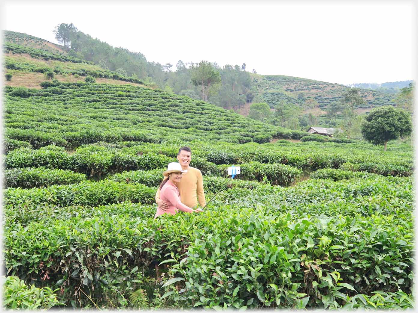 Couple amongst tea plants taking photo of themselves with selfie stick.