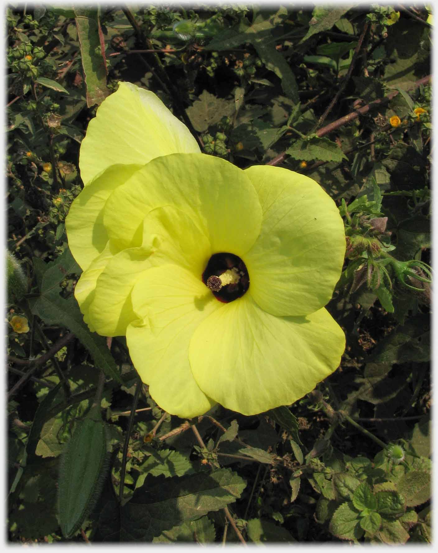 Five petalled yellow flower.