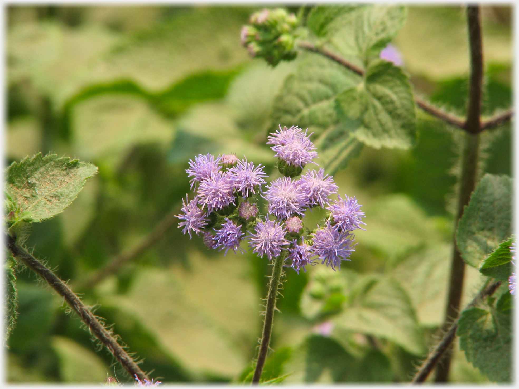 Small thistle like flower in clump.