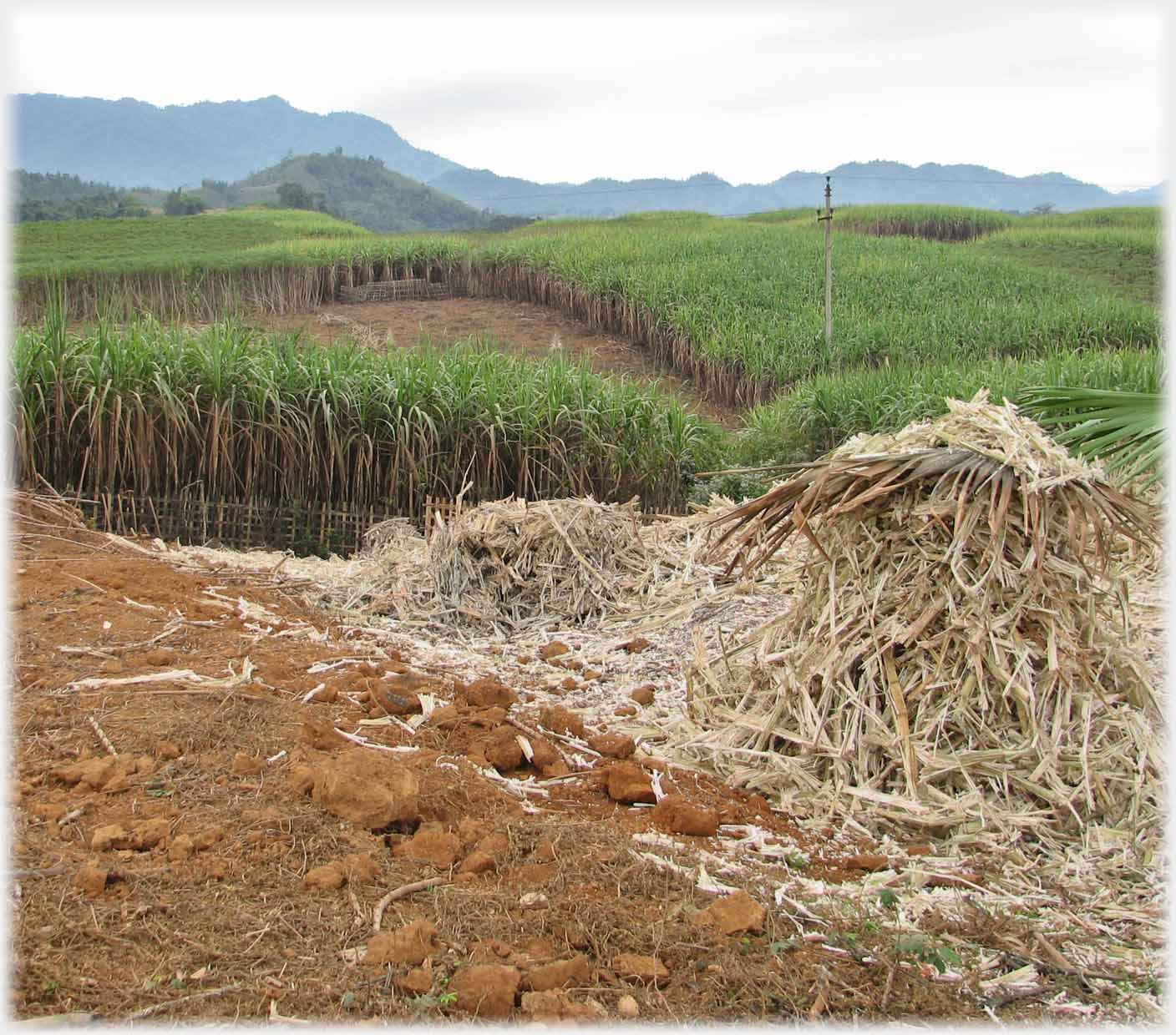 Fields of sugar cane into the distance with harvested areas.