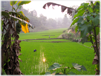 Paddy fields with woman bending and man carrying poles.