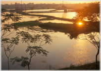 Sunset across paddy fields with silhouetted jacaranda trees.