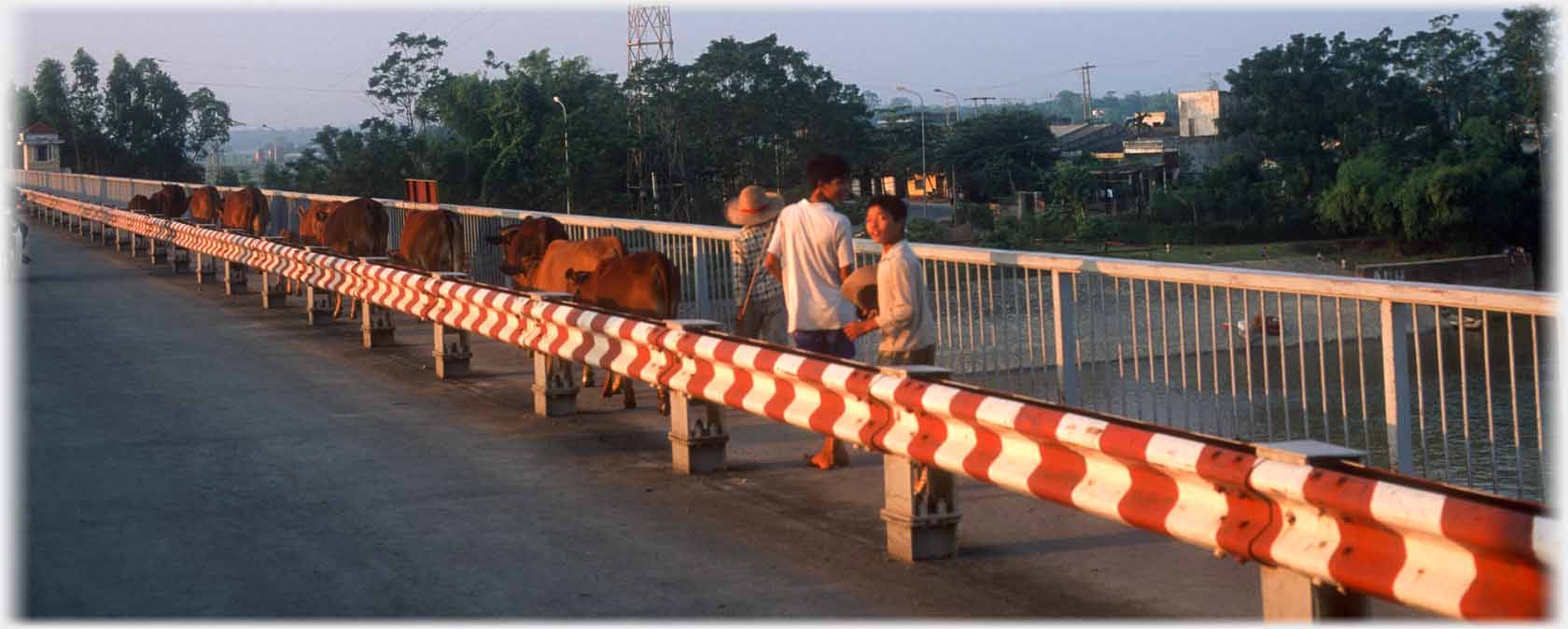 Crash barrier and railings between which two boys and cattle.