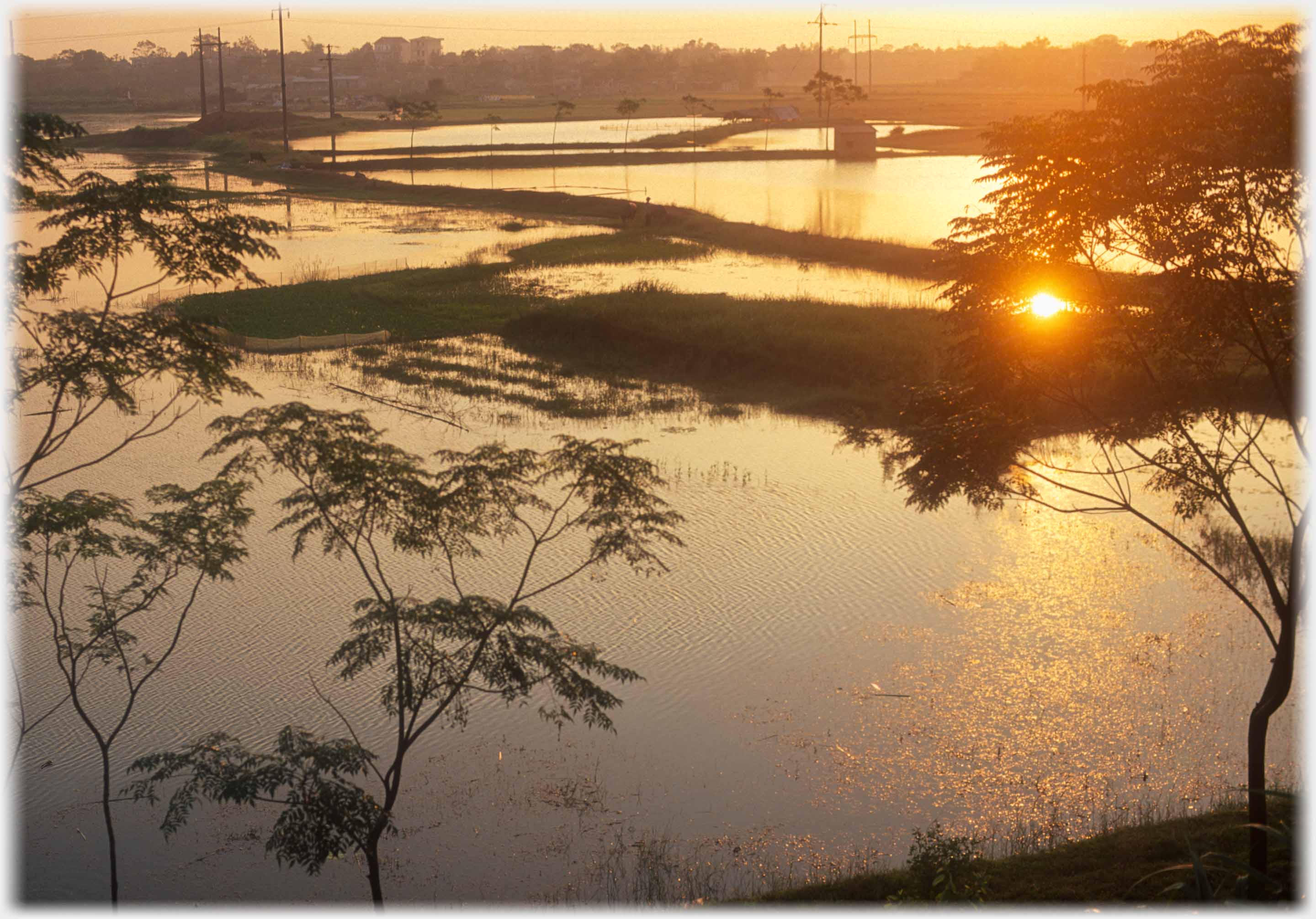 Setting sun over paddy fields framed by trees.