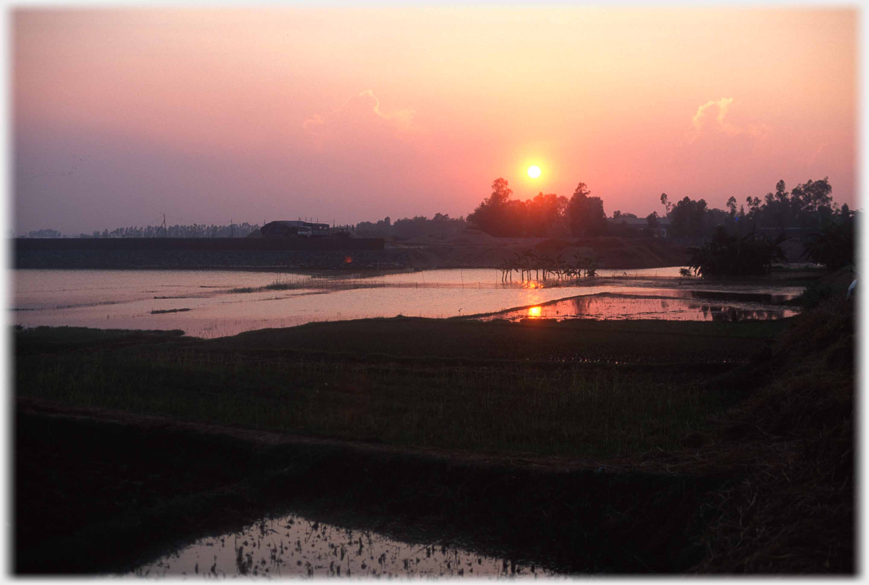 Round red sun setting next to trees, reflection in paddy fields.