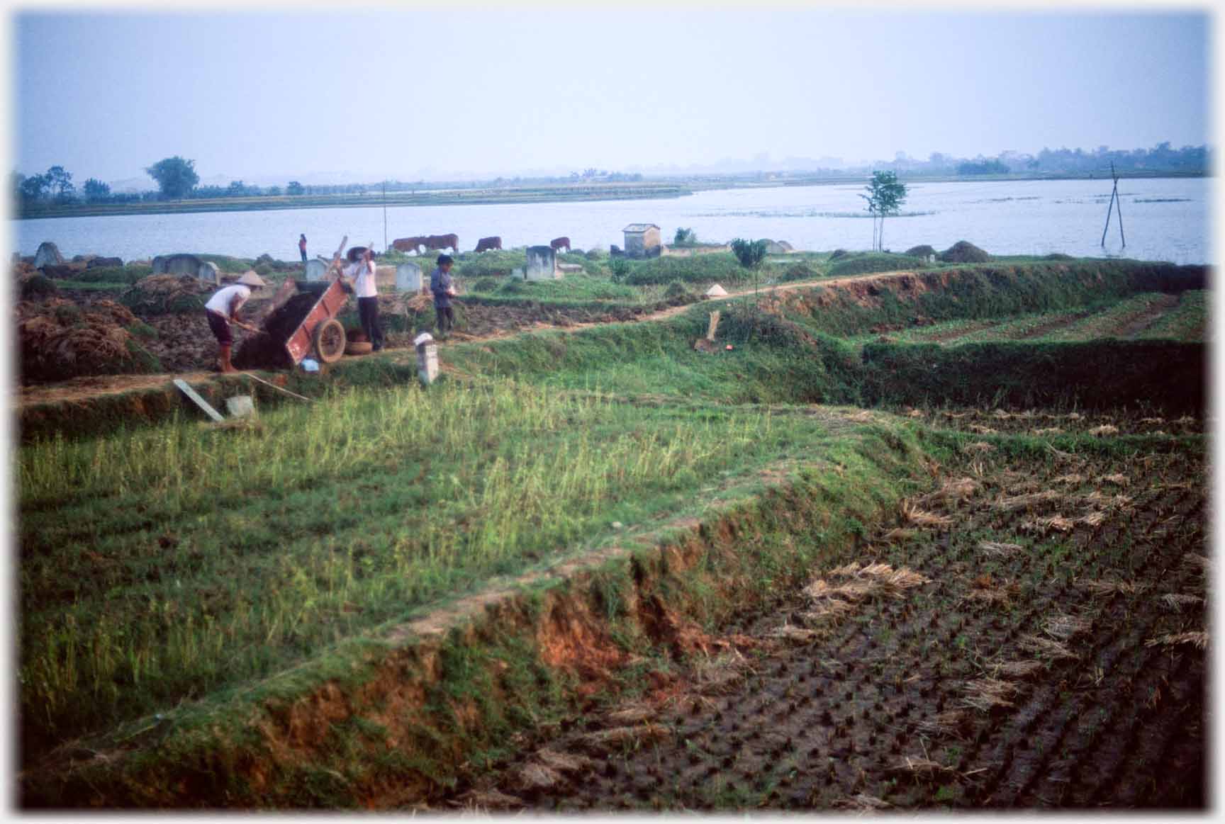 Group of workers on already harvested fields.