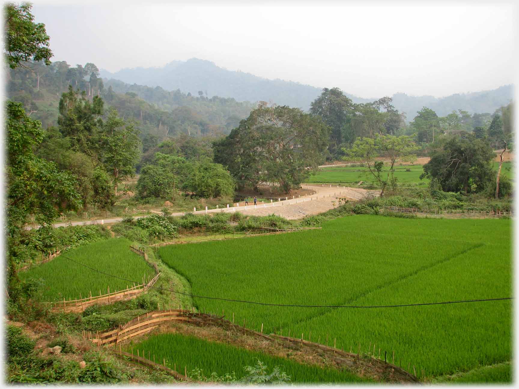 Paddy fields with road curving away between trees.