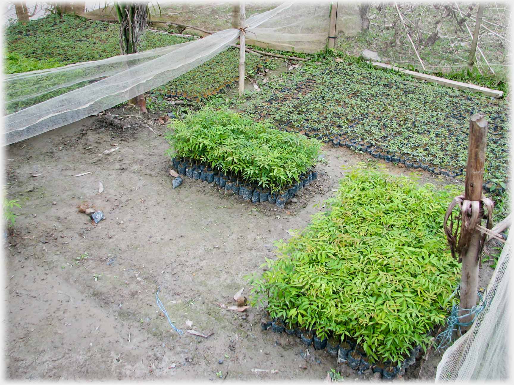 Small beds of seedlings at different stages of growth.